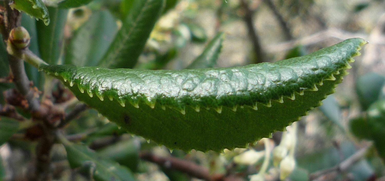 High Resolution Comarostaphylis diversifolia Leaf